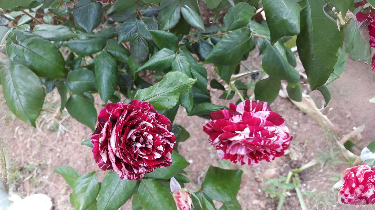 Bartzella Peony