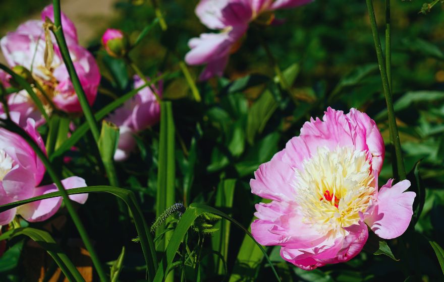 Bowl of Beauty Peony