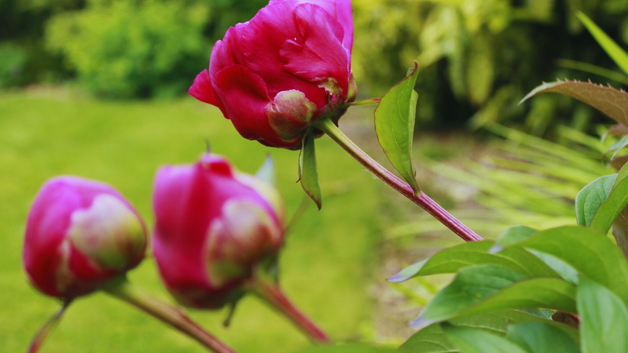 California Peony