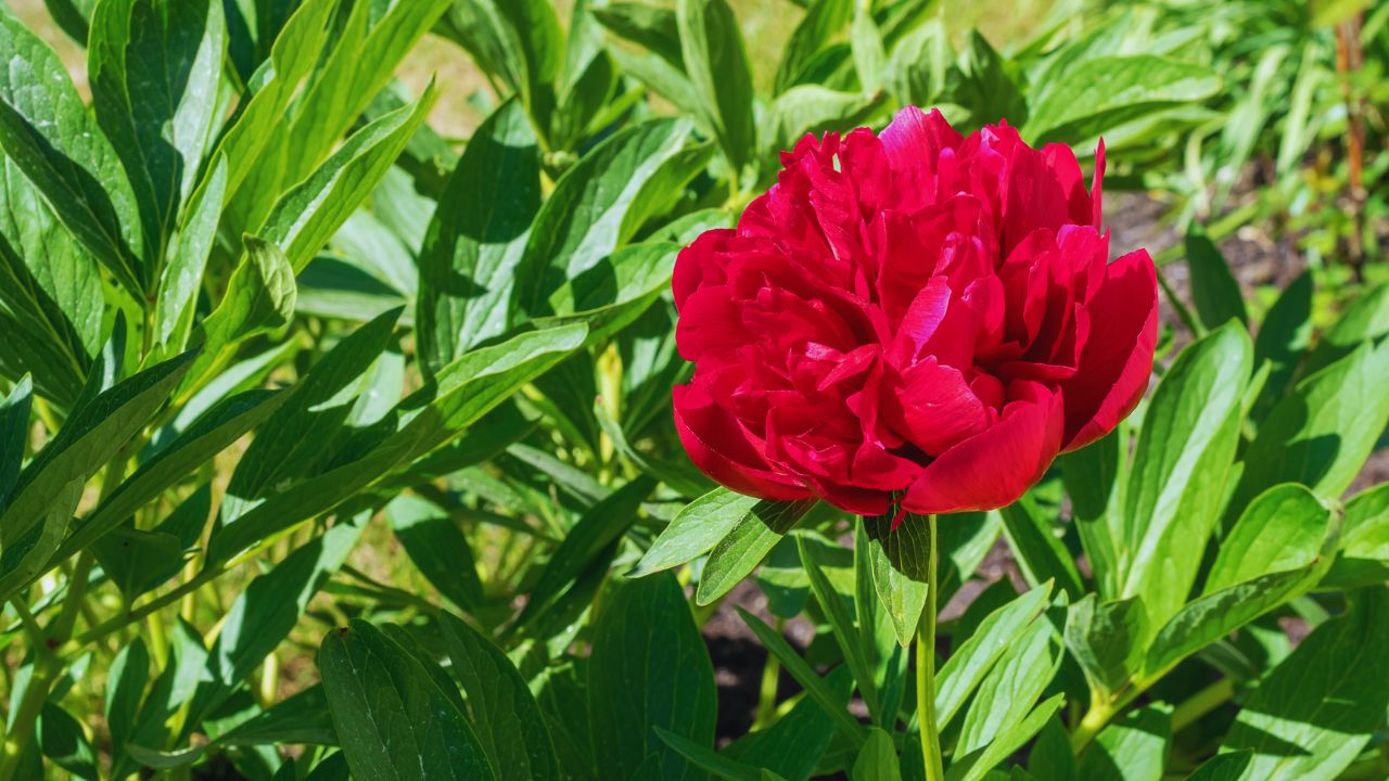 Chinese peony