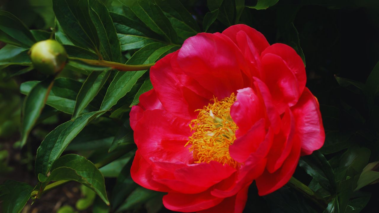 Coral Charm Peony