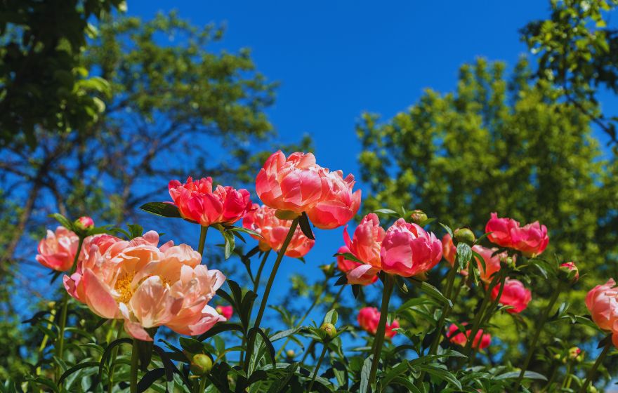 Coral Charm Peony