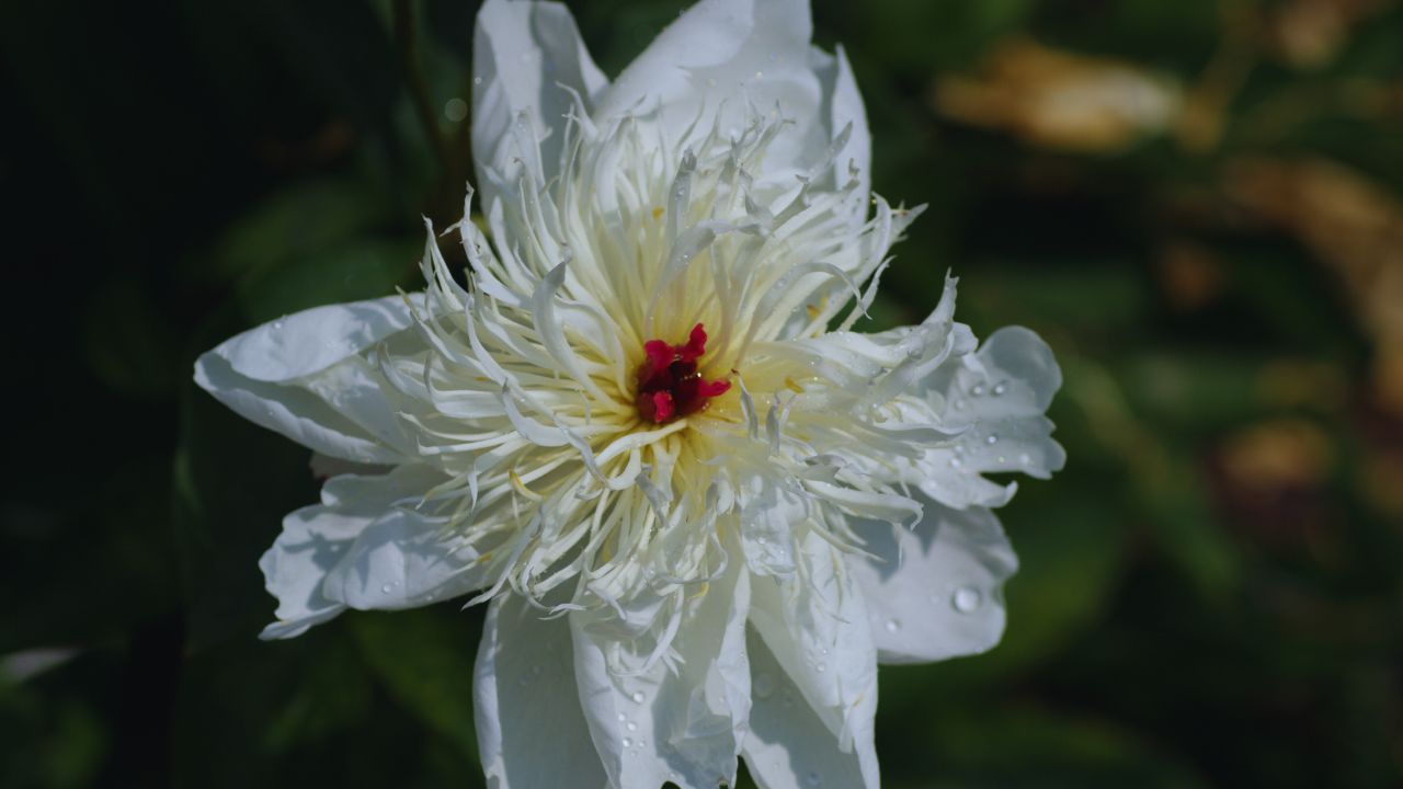 Duchesse de Nemours Peony