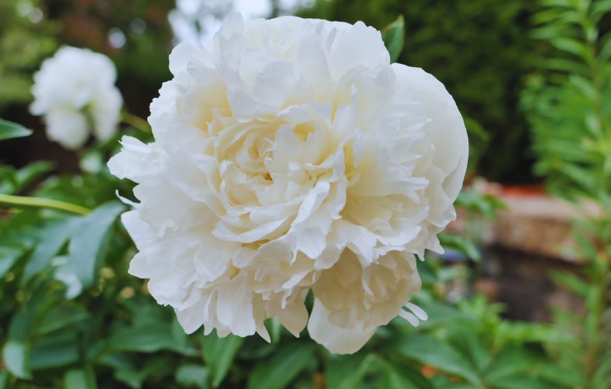 Duchesse de Nemours Peony