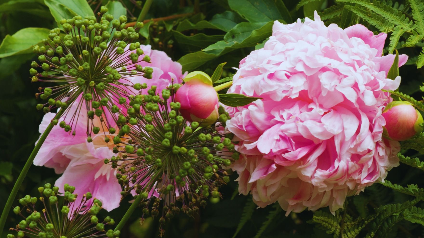 Fern leaf peony