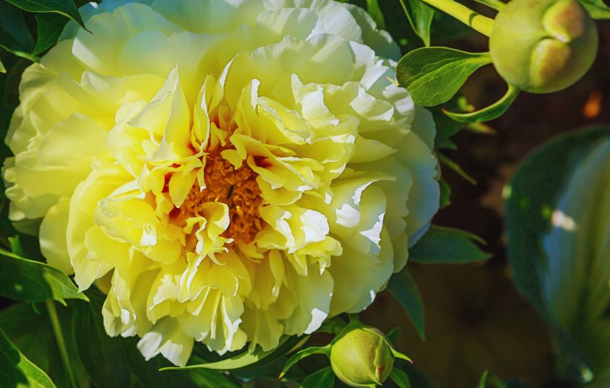 Herbaceous Peony