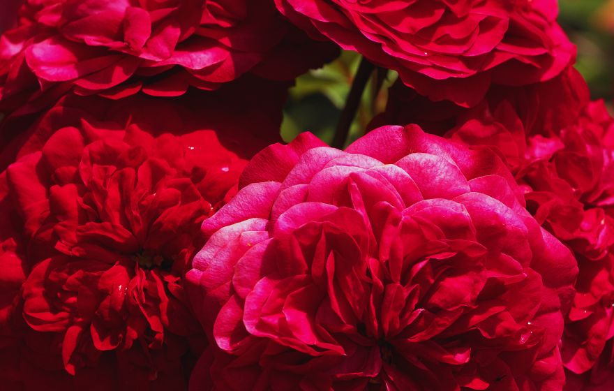 Little Red Riding Hood Peony