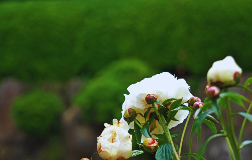 Paeonia lactiflora