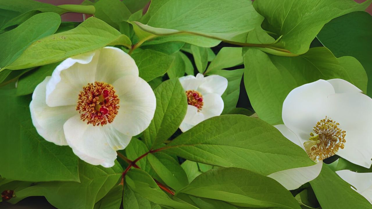 Paeonia obovata