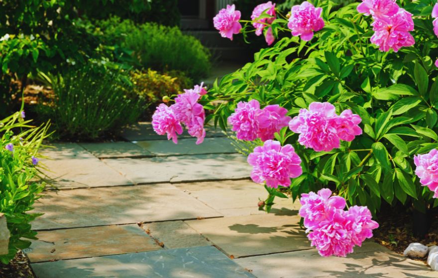 Peony Plants