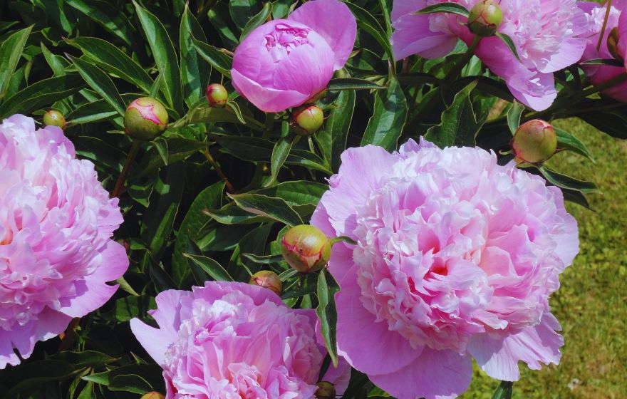 Sarah Bernhardt Peony