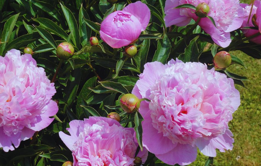 Sarah Bernhardt Peony