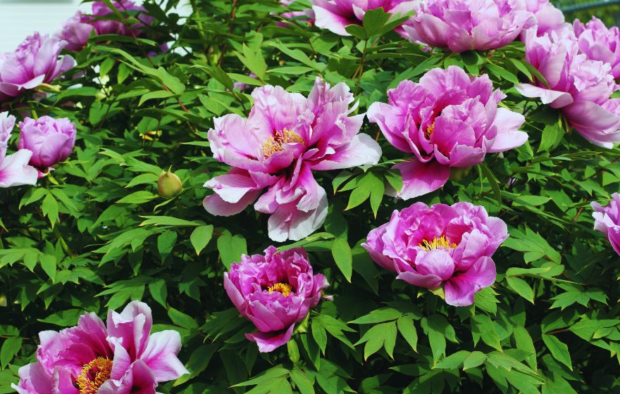 Tree Peony