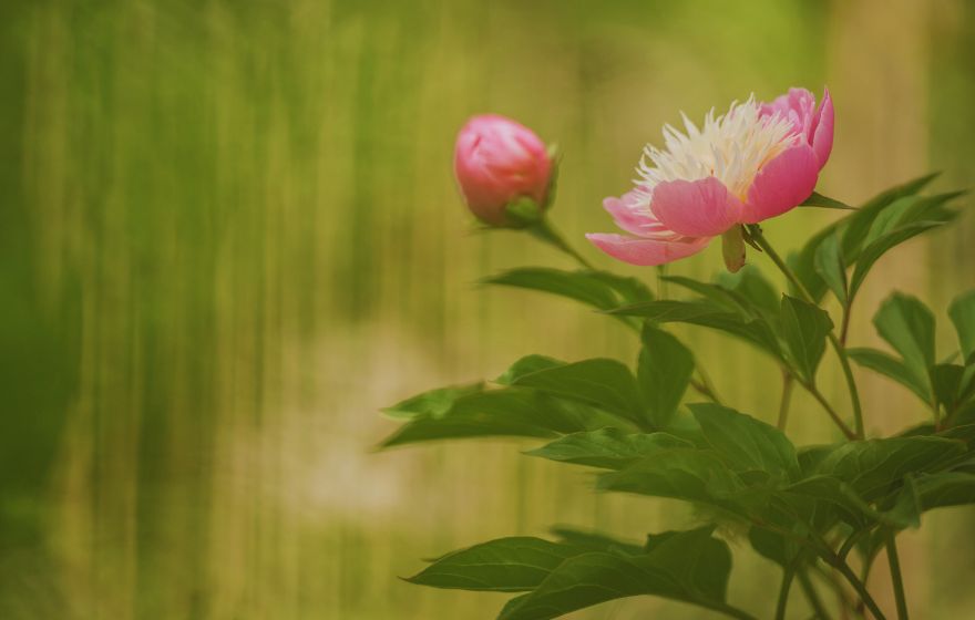 bowl of beauty peony