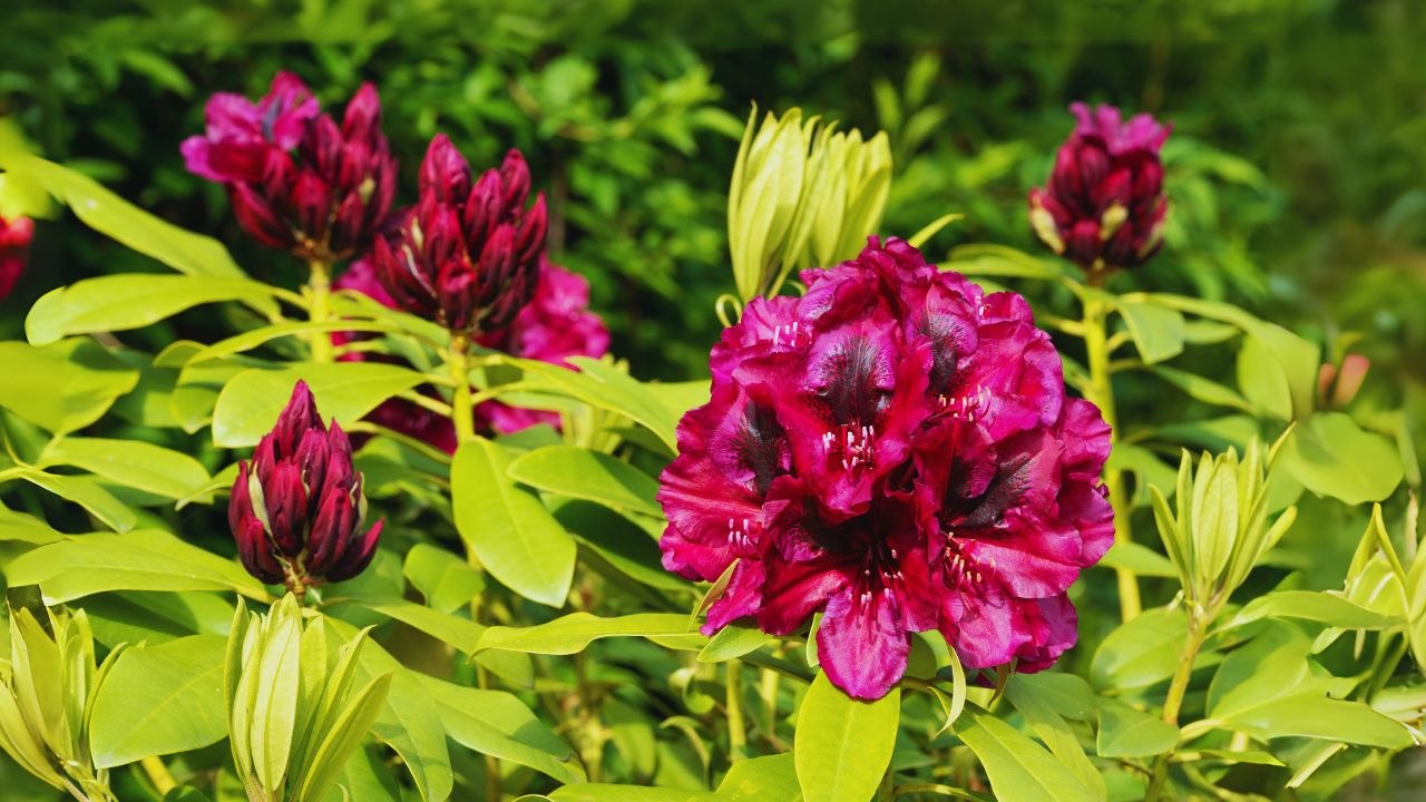 hybrid peony