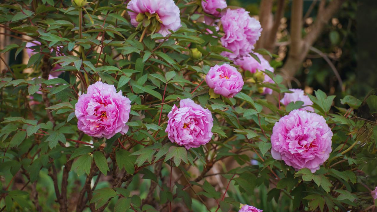 tree peony