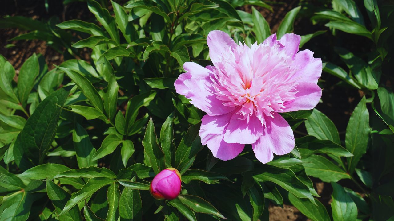 Common peony