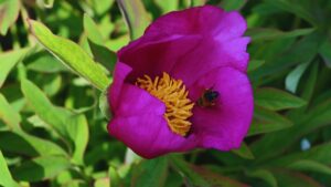 Paeonia broteroi