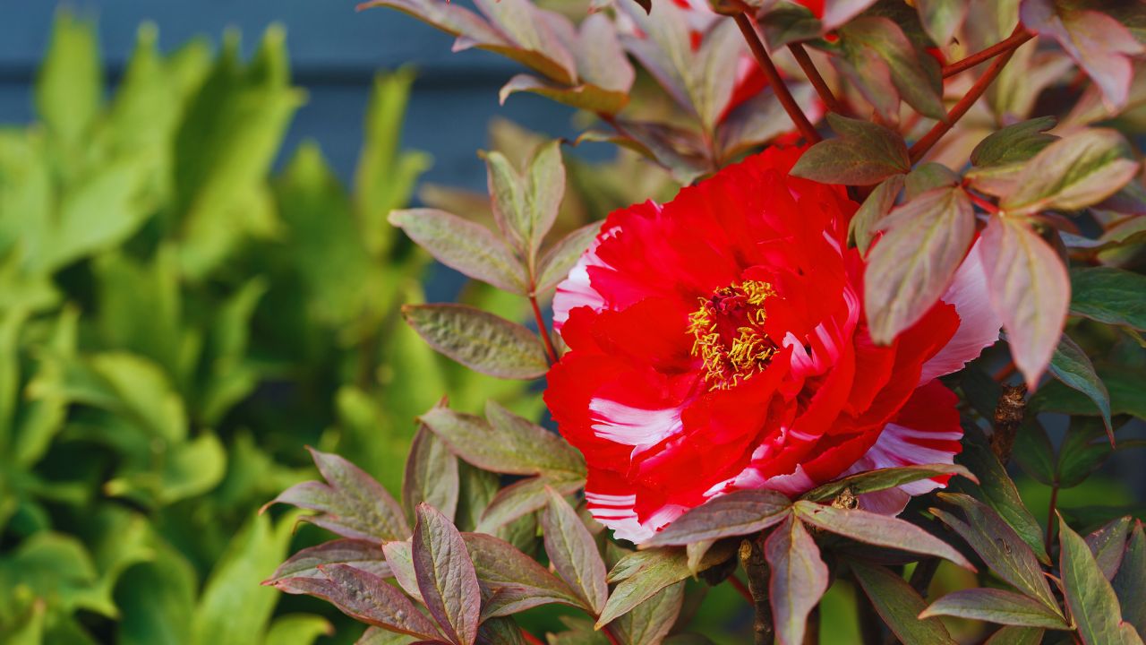 Paeonia jishanensis