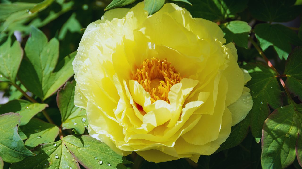 Paeonia mairei