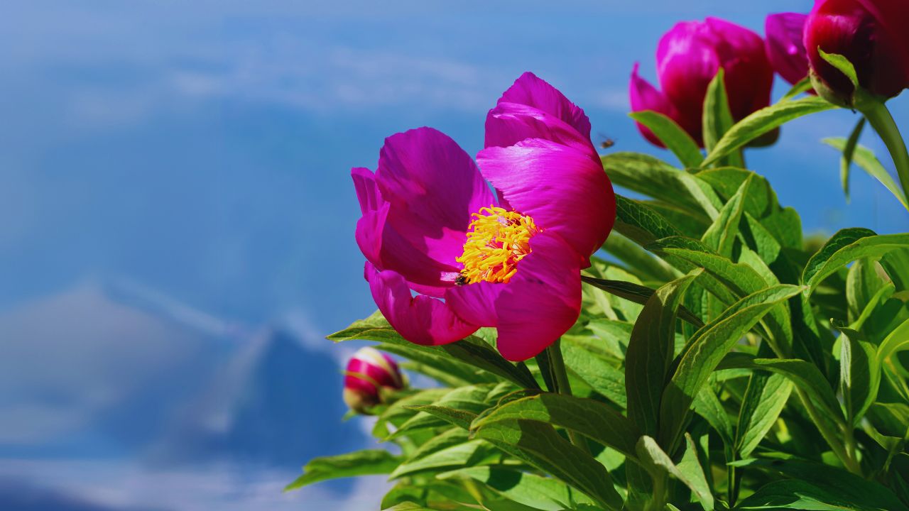 Wild peony