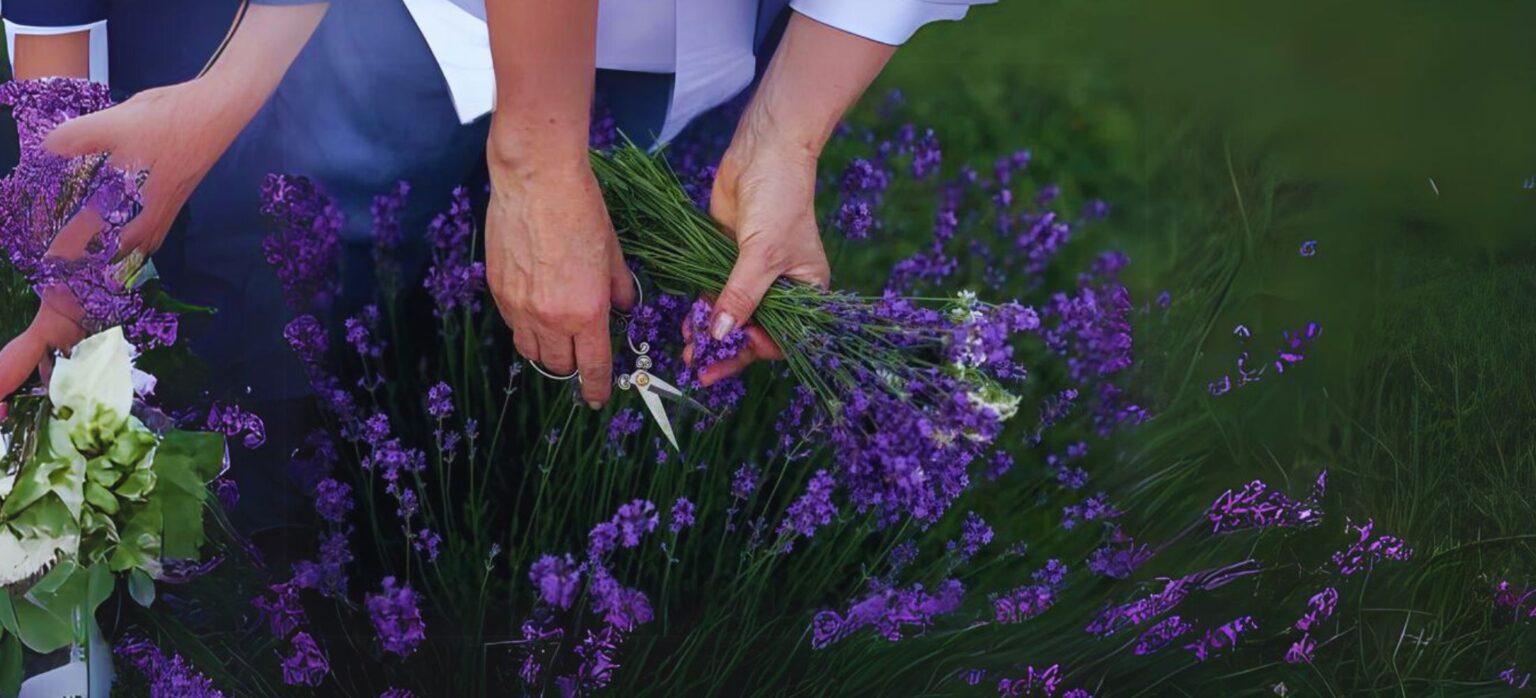 How to Plant Lavender