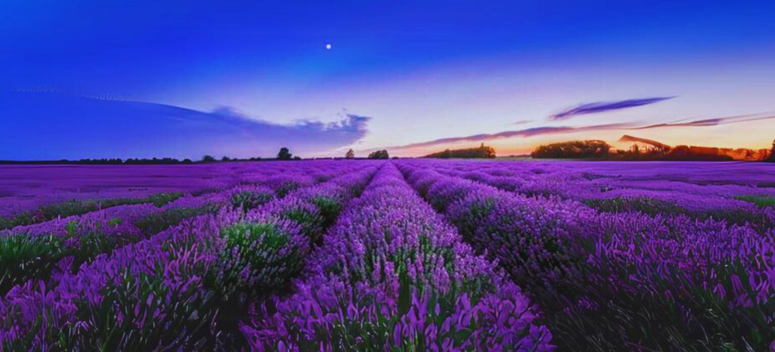 Lavender plant