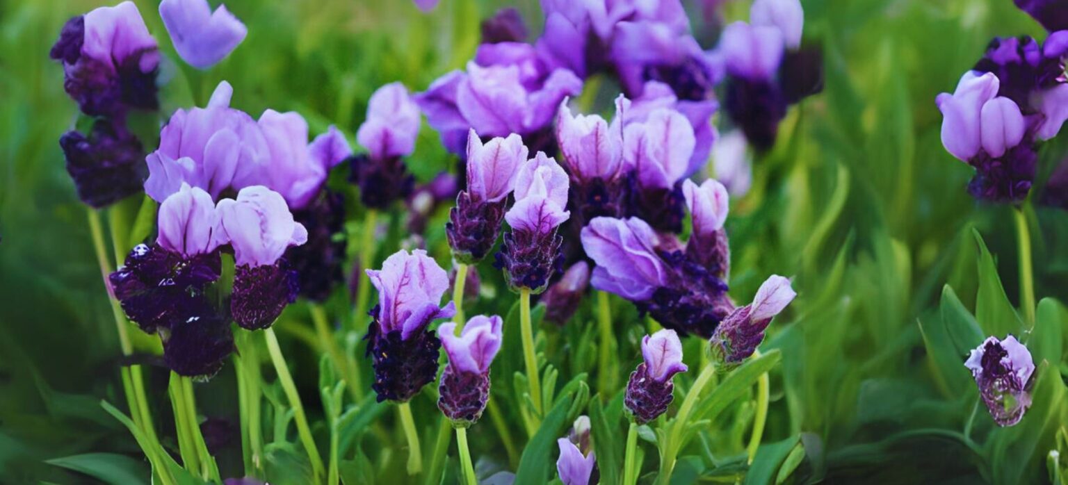 How to Grow and Care for Spanish Lavender: Detailed Guide