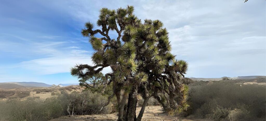 Yucca Brevifolia (Joshua Tree)