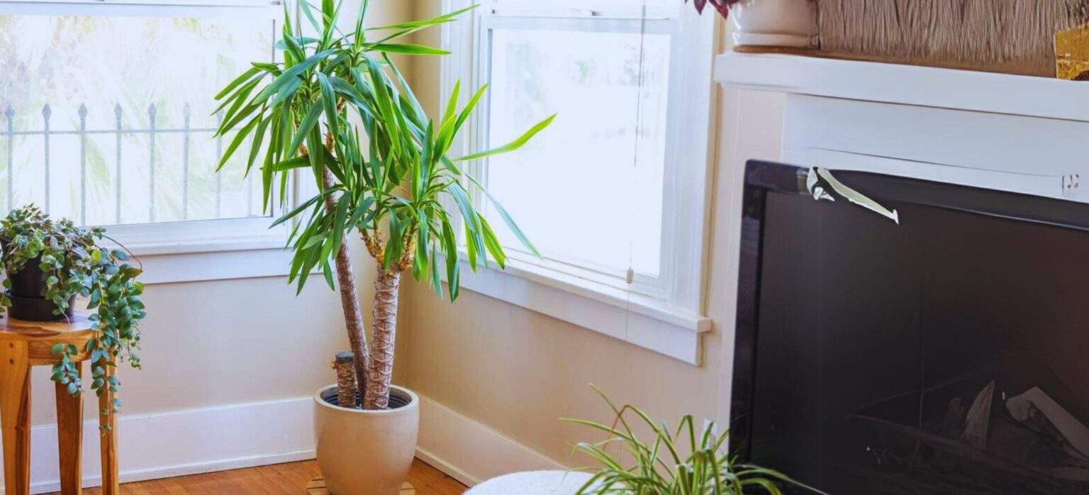 Types of Yucca Plant